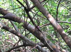 Campsosternus auratus