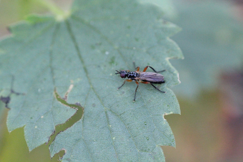 Phrosia albilabris