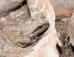 Pelodryadidae