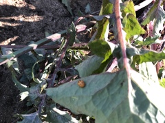 Coelophora inaequalis