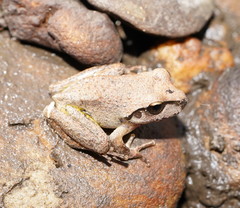 Ranoidea lesueuri