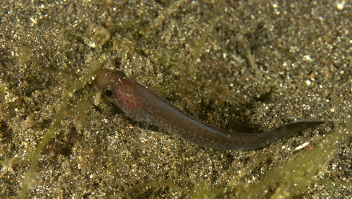 Pseudamia gelatinosa observed 2023-09-12