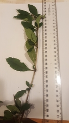 Coprosma tenuifolia