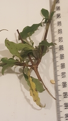 Coprosma tenuifolia