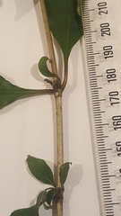 Coprosma tenuifolia