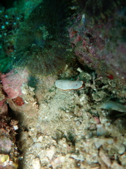Goniobranchus verrieri