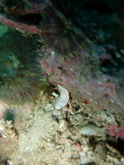 Goniobranchus verrieri