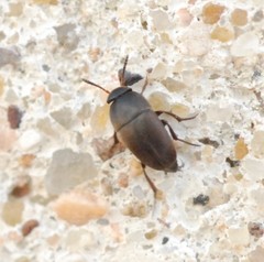 Ptomaphagus sericatus