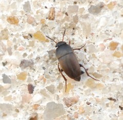 Ptomaphagus sericatus