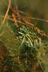 Juniperus communis communis