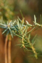 Juniperus communis communis