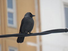 Corvus monedula