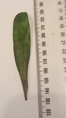 Myrsine salicina