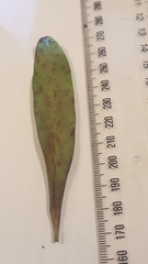 Myrsine salicina