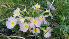 Primula × polyantha