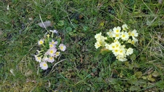 Primula × polyantha