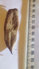 Elaeocarpus dentatus