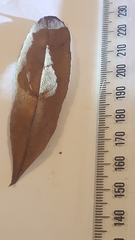 Elaeocarpus dentatus