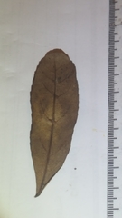 Elaeocarpus dentatus