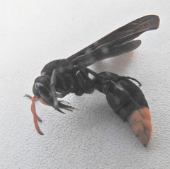 Synagris