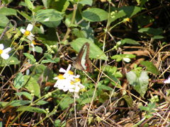 Graphium sarpedon connectens