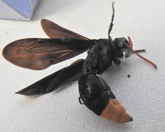 Synagris