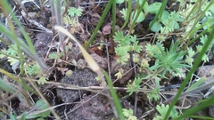 Alchemilla occidentalis