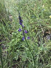 Lupinus truncatus