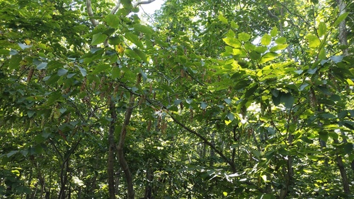 Sawa hornbeam (Carpinus cordata)