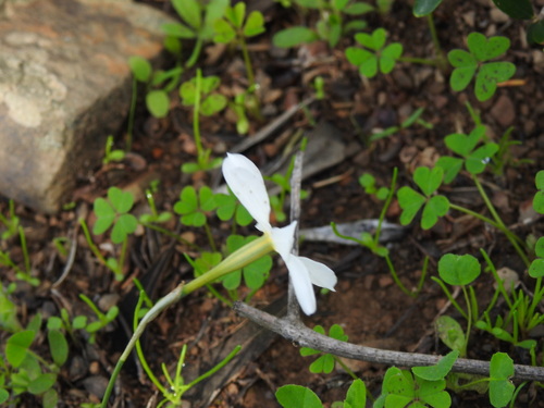 Image of Narcissus serotinus by (c) Duarte Frade, some rights reserved (CC BY)