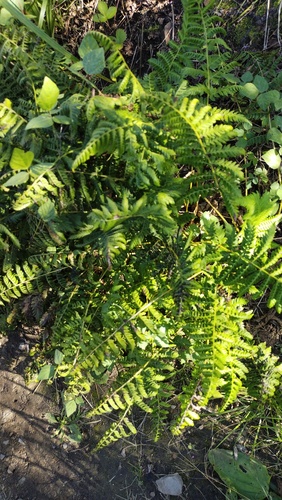 Athyrium yokoscense (Athyrium yokoscense)