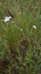 Plagiobothrys nothofulvus