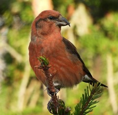 Red Crossbill photo 2