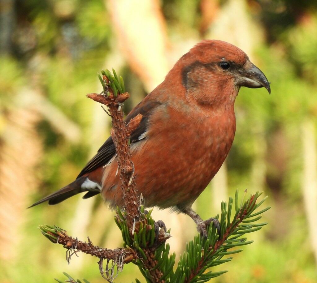 Red Crossbill (Loxia curvirostra) photo