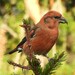 Red Crossbill
