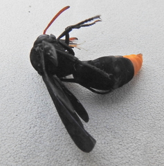 Synagris