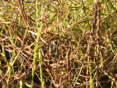White-crowned Sparrow photographed in Louisiana