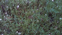 Trifolium oliganthum