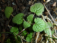 Lamium purpureum