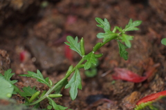 Rorippa cantoniensis