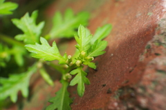 Rorippa cantoniensis