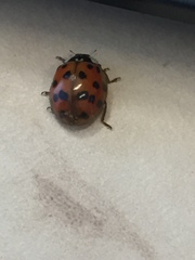 Harmonia axyridis