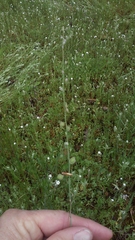 Thysanocarpus curvipes