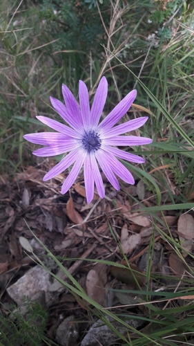 Broad-leaved anemone