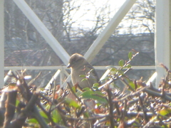 Passer domesticus