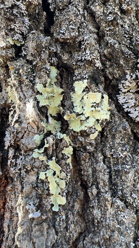 iNaturalist observation photo of Speckled Greenshield