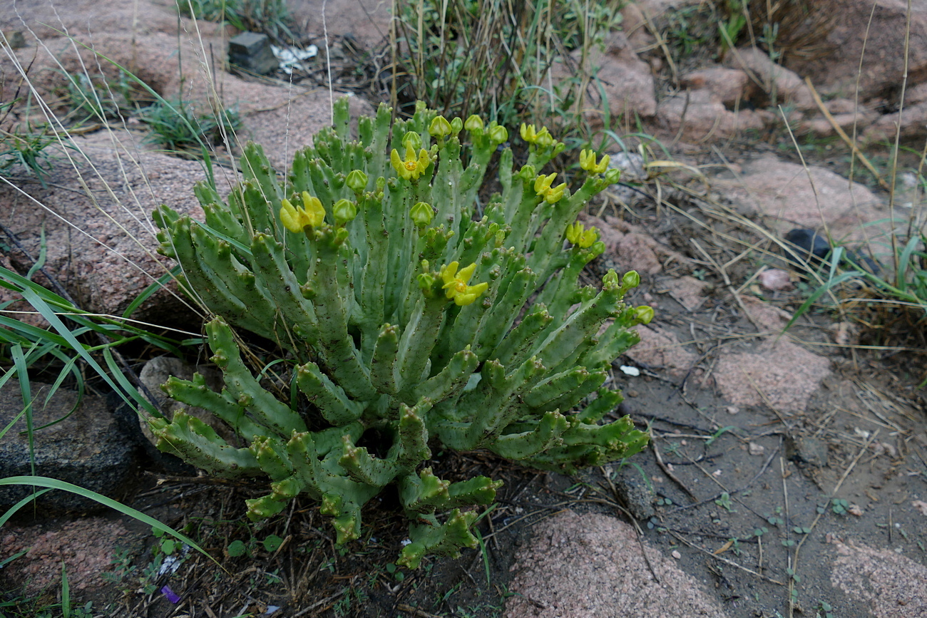 Monolluma quadrangula (Forssk.) Plowes 3