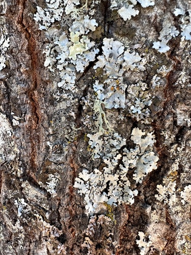 iNaturalist observation photo of typical shield lichens