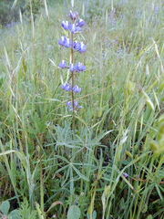 Lupinus microcarpus