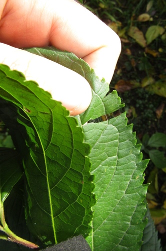 Eucommia ulmoides, photograph 4